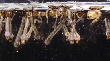 蚊子幼虫蛹被污染的水库蚊侵害常见的房子蚊子北部房子蚊子物种食血蚊子家庭蚊科